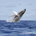 whale_humpback_h_00416_dom2463.jpg